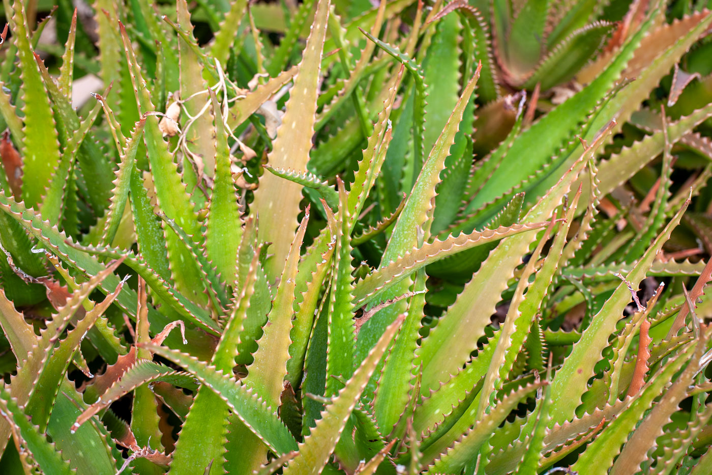 Aloe