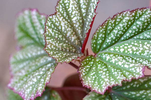 begonia-as-indoor-plant