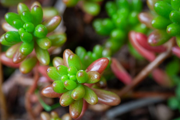 best house plants for beginners