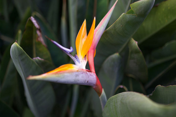 bird of paradise care indoors