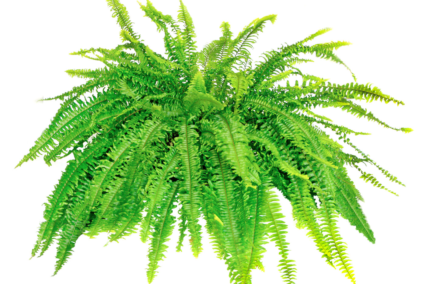 boston fern indoors