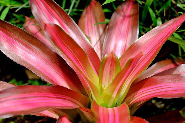 bromeliad-plant-care-indoor bromeliad plant care indoor