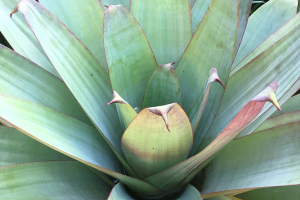bromeliads-house-plant bromeliads house plant