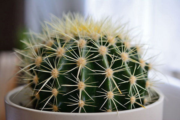 care-of-cactus-plant care of cactus plant
