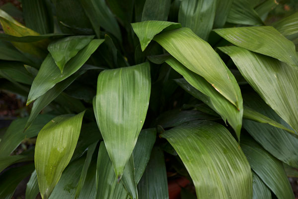 cast iron plant Aspidistra elatior