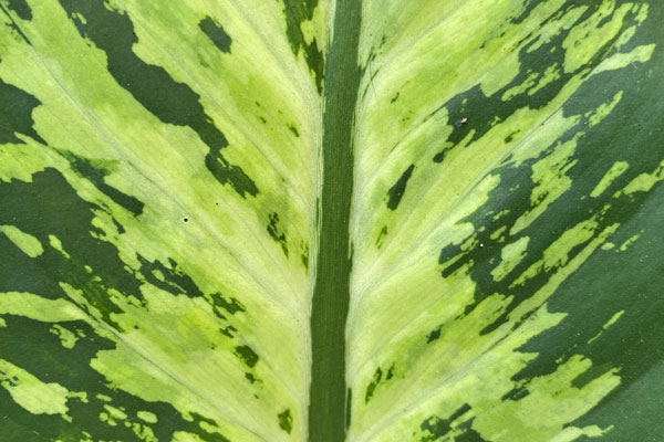 dieffenbachia-indoor-care dieffenbachia indoor care