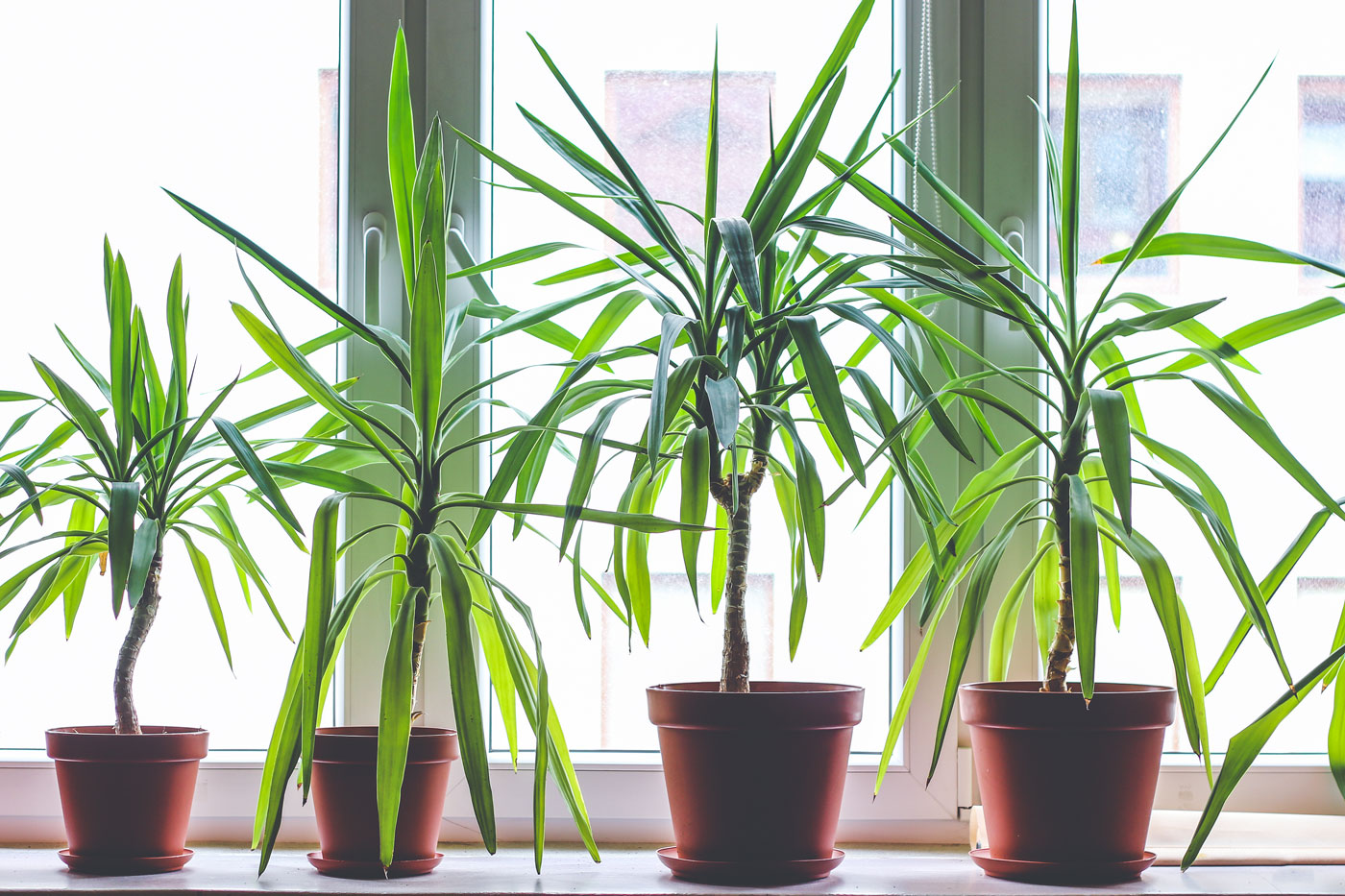 dracaena marginata care