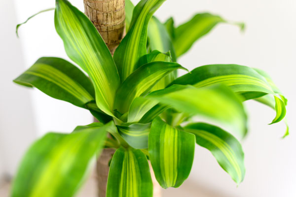 dracaena tree care