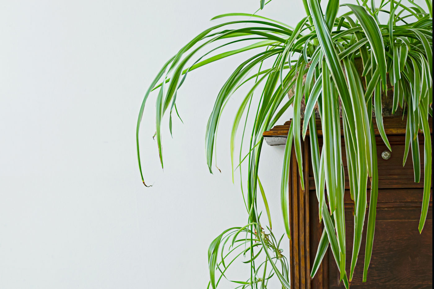 easiest plants to take care of