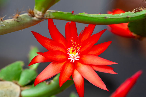 easter-cactus-care easter cactus care