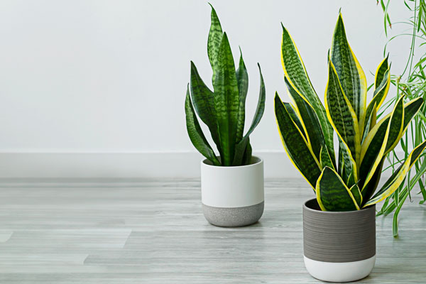 easy care houseplants