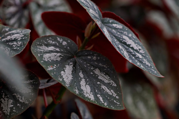 grow-begonia-indoors grow begonia indoors