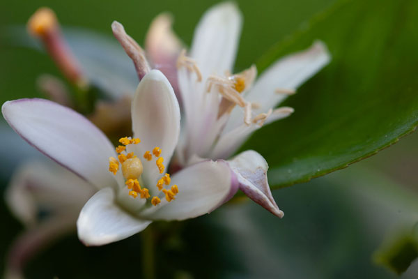 growing-lemon-trees-in-pots growing lemon trees in pots