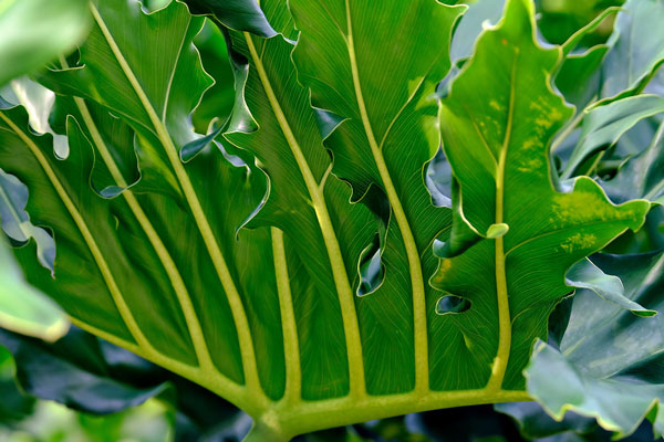 philodendron-indoor-plant-care philodendron indoor plant care