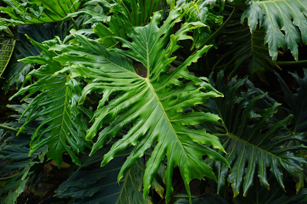 selloum-philodendron-care selloum philodendron care