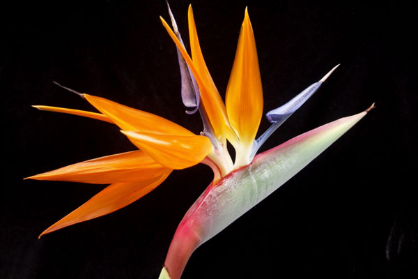 strelitzia plant indoor