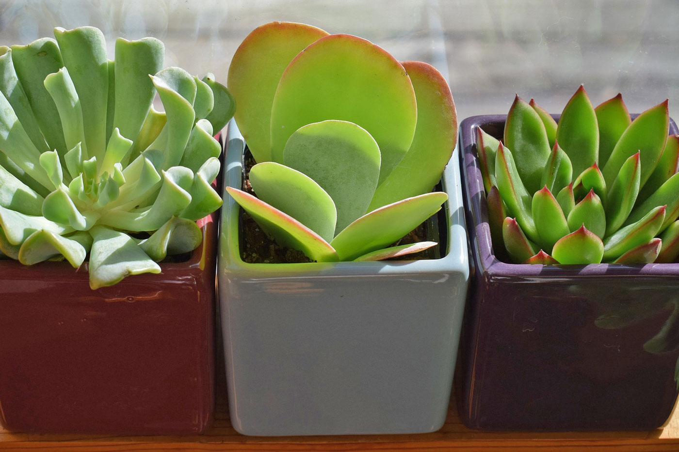 succulent care indoor