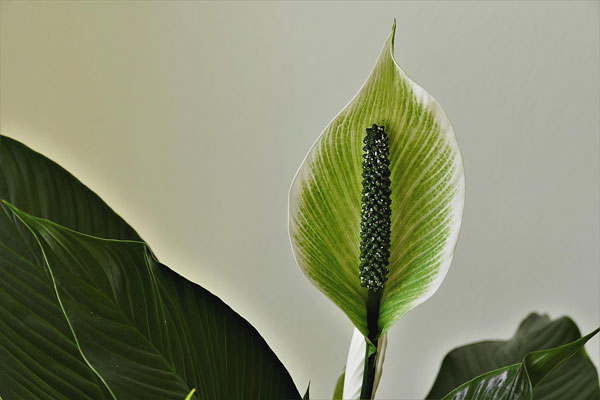 Peace Lily Spathiphyllum
