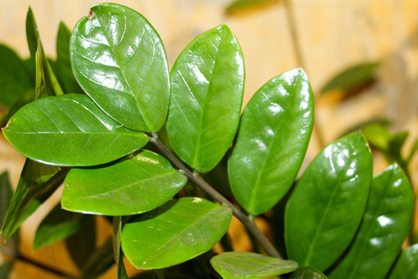 ZZ Plant Zamioculcas zamiifolia close-up
