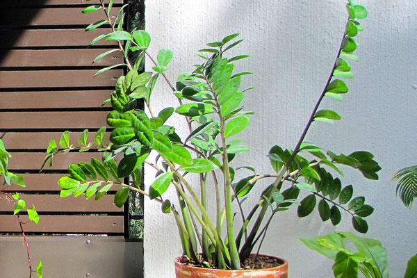 ZZ Plant Zamioculcas zamiifolia