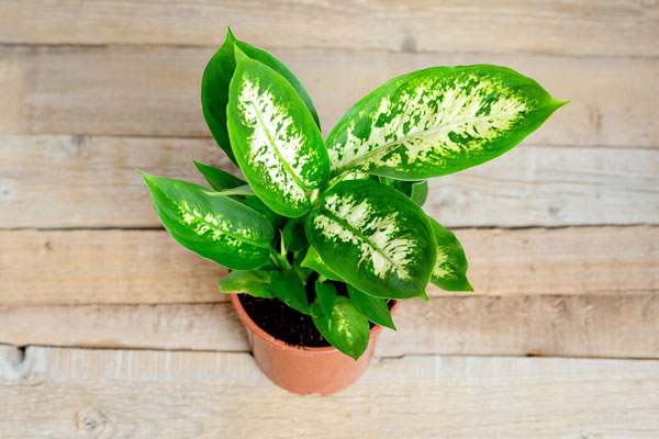 dieffenbachia-plant-care dieffenbachia plant care